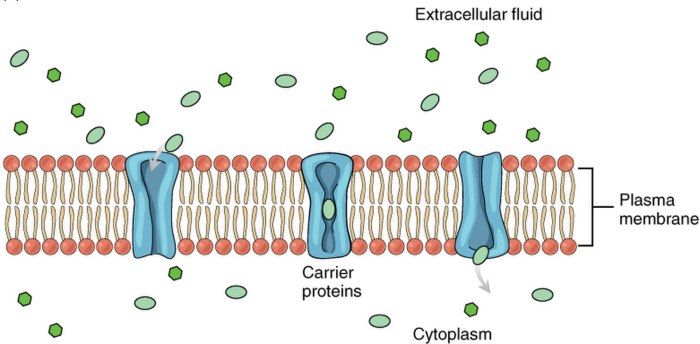 Complete each statement regarding transport across the cell membrane