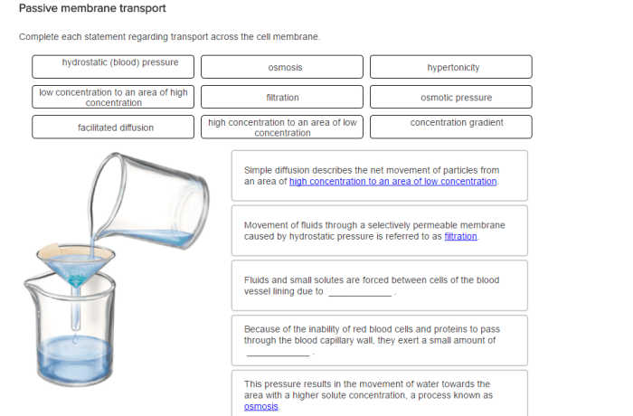 Complete each statement regarding transport across the cell membrane